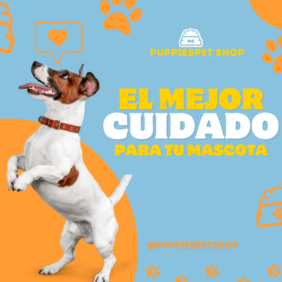 Cuidados principales para tu mascota
