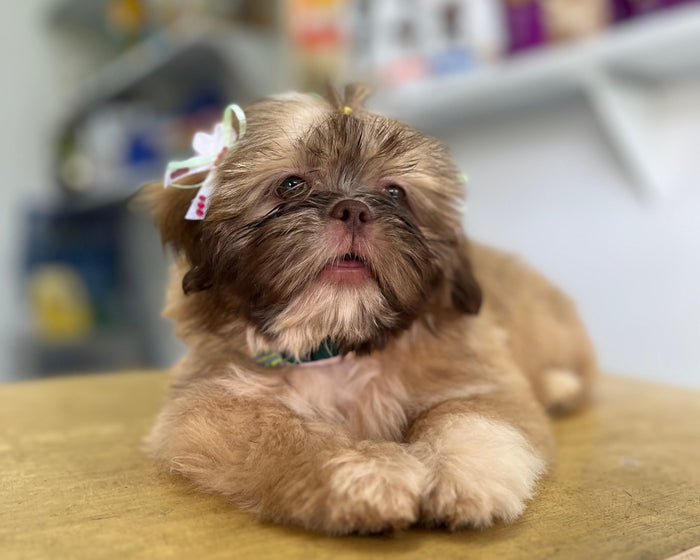 Peluquería canina PuppiesPet Shop